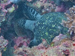 Eretmochelys imbricata