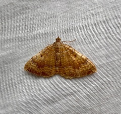 Camptogramma bilineata