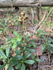 Chimaphila umbellata