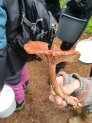 Lactarius rufus