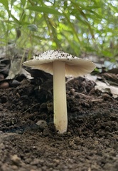 Fungi