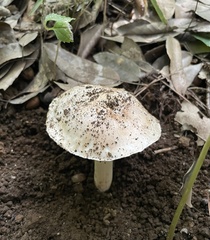 Fungi