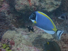 Acanthurus leucosternon