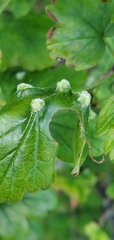 Insecta