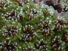 Galaxea fascicularis