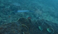 Aulostomus chinensis