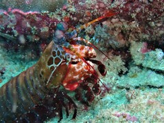 Odontodactylus scyllarus