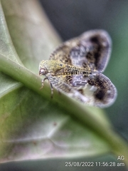 Ricanoptera fenestrata