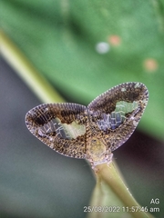 Ricanoptera fenestrata