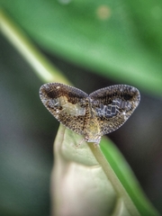 Ricanoptera fenestrata