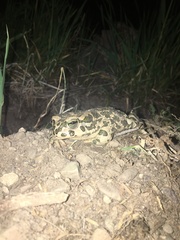 Bufotes viridis sitibundus