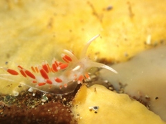 Coryphellina albomarginata