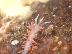 Coryphellina albomarginata