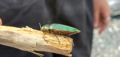 Buprestis aurulenta