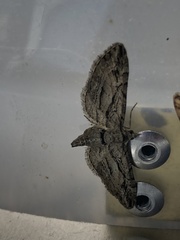 Eupithecia phoeniceata