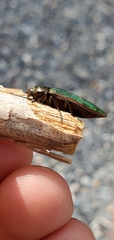 Buprestis aurulenta