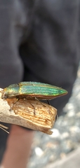 Buprestis aurulenta