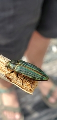 Buprestis aurulenta