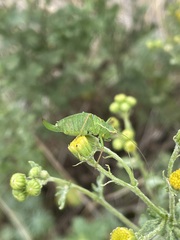 Leptophyes punctatissima