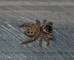 Maratus griseus