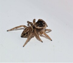 Maratus griseus