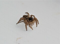 Maratus griseus