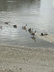 Branta canadensis