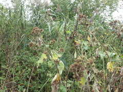 Arctium lappa