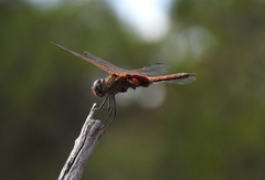 Tramea loewii