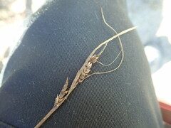 Carex litorosa
