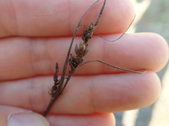 Carex litorosa