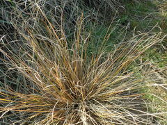 Carex litorosa