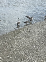 Branta canadensis