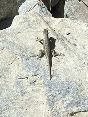 Sceloporus graciosus