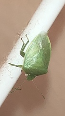 Acrosternum millierei