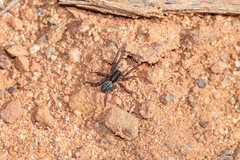 Artoriopsis