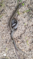 Lycodonomorphus inornatus