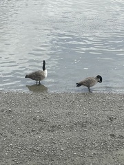 Branta canadensis