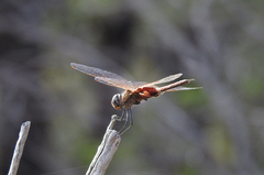 Tramea loewii