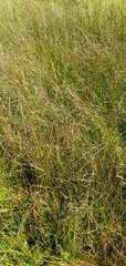 Juncus balticus