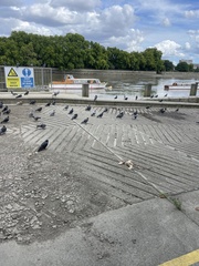 Columba livia domestica