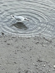 Chroicocephalus ridibundus