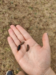 Spermophilus citellus