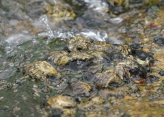 Ostreidae