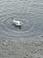 Chroicocephalus ridibundus