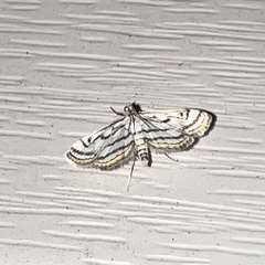 Parapoynx badiusalis