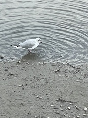 Chroicocephalus ridibundus