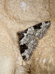 Xanthorhoe fluctuata