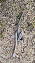 Lycodonomorphus inornatus