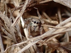 Habronattus